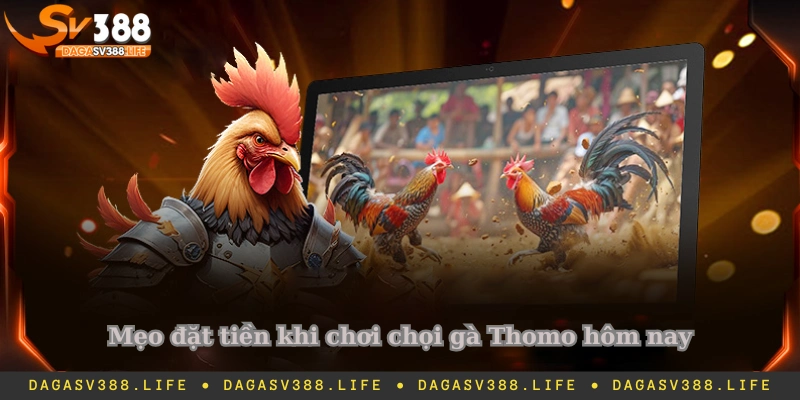 Mẹo đặt tiền khi chơi chọi gà Thomo hôm nay