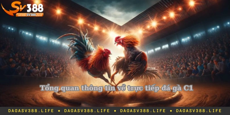 Tổng quan thông tin về trực tiếp đá gà C1